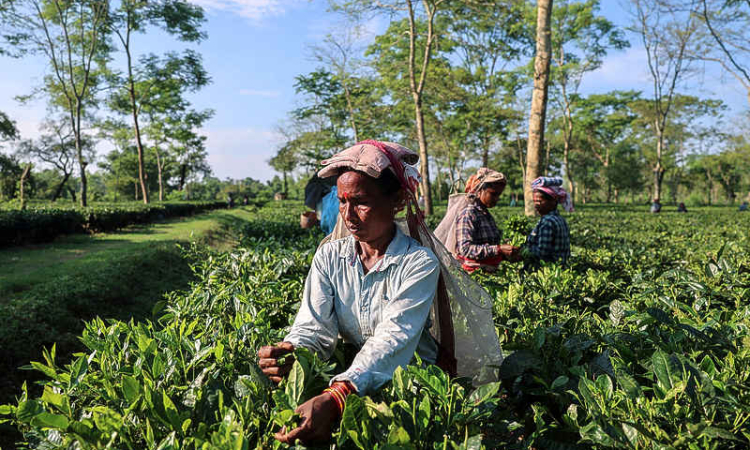 Drier weather threatens India's tea exports